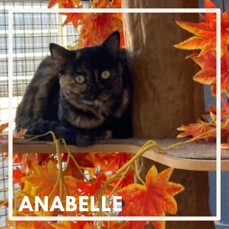 Anabelle