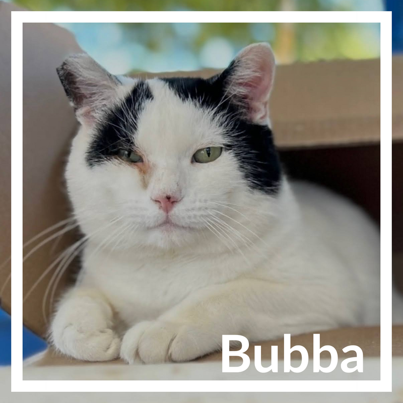 Bubba
