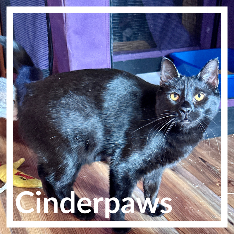 Cinderpaws