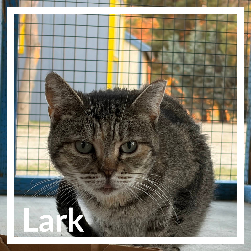 Lark