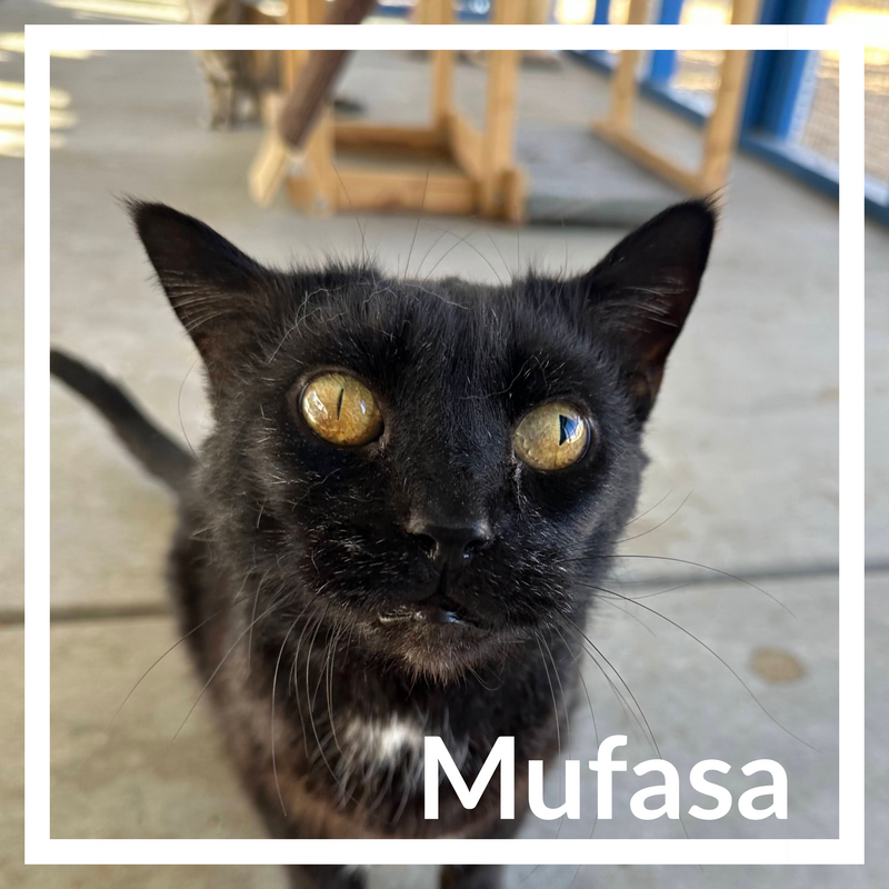 Mufasa