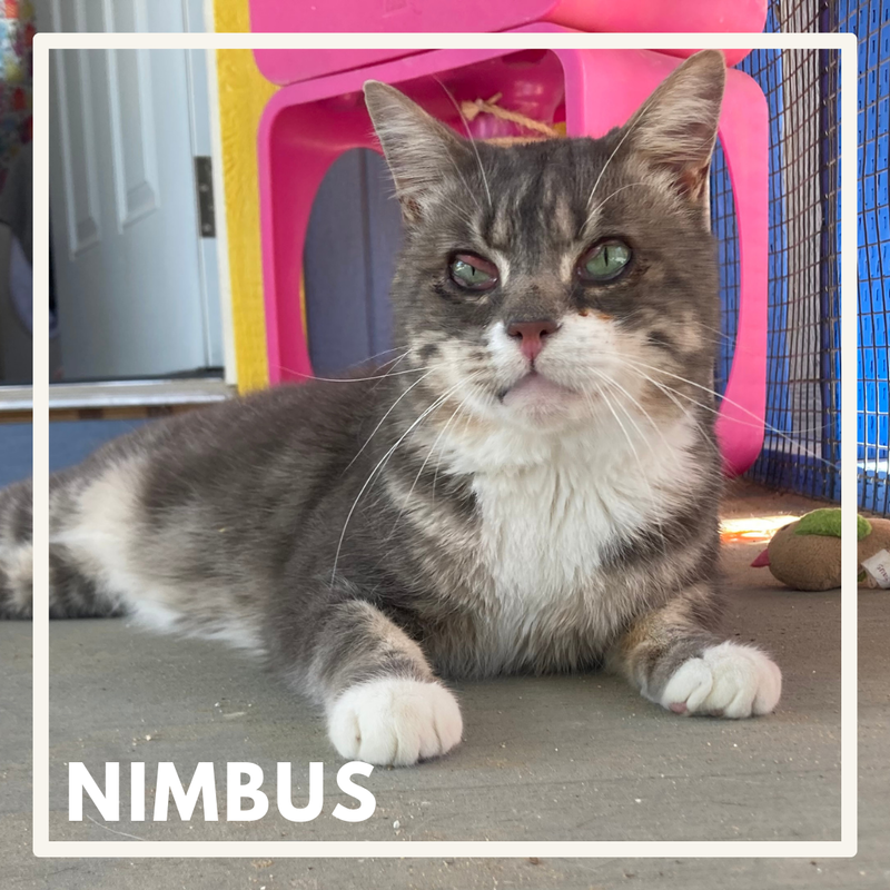 Nimbus