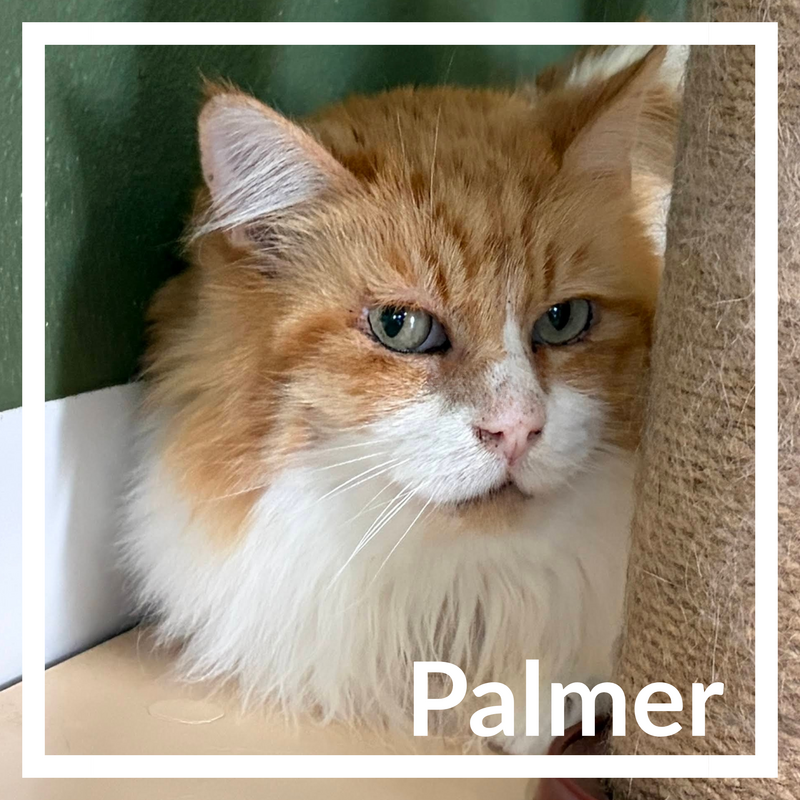 Palmer