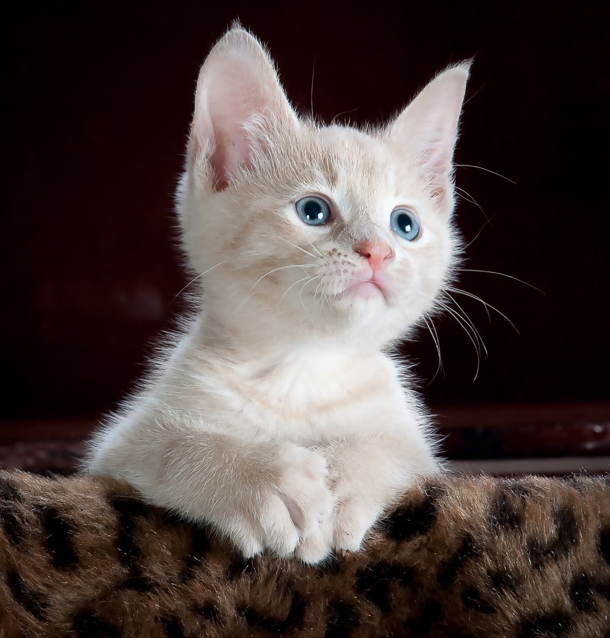 A special needs cat at Milo's Sanctuary