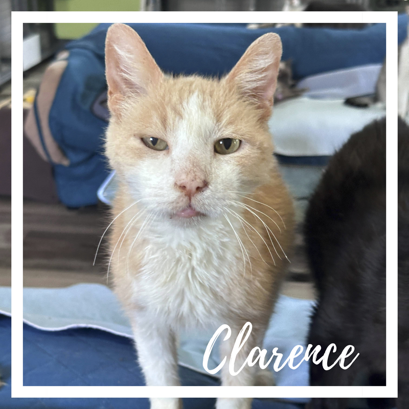Clarence