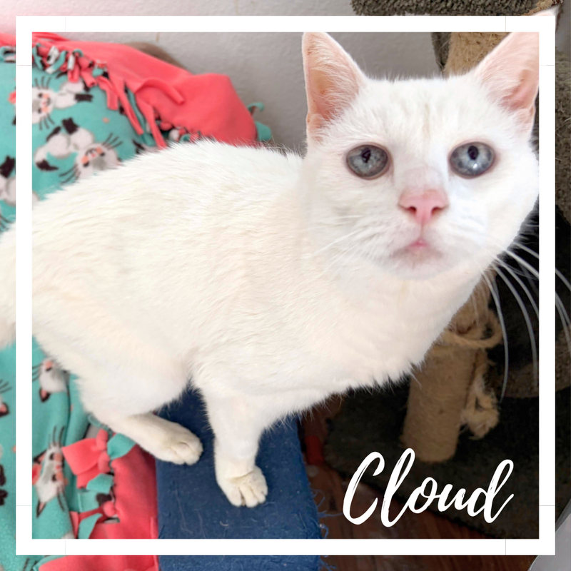 Cloud