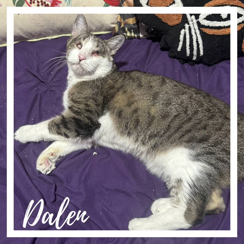 Dalen