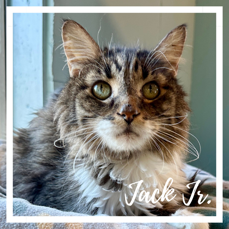 Jack Jr