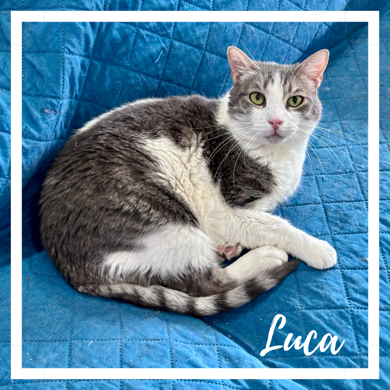 Luca