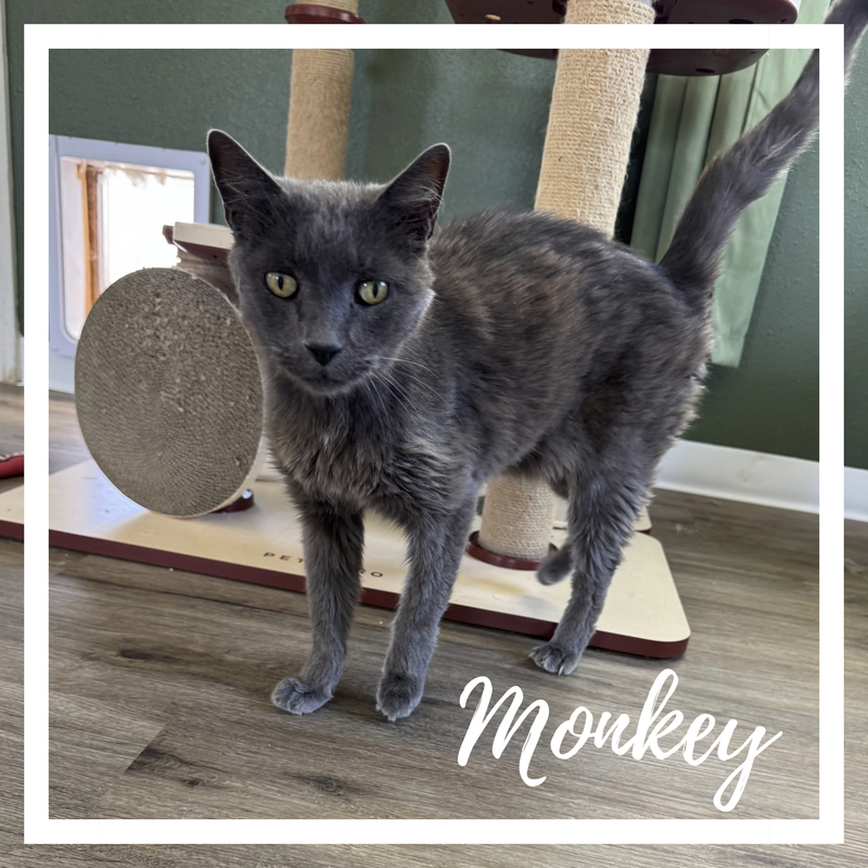 Monkey